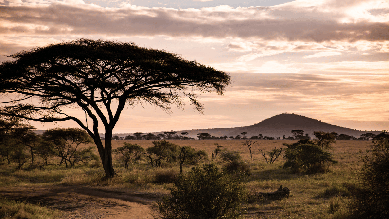 Serengeti Tanzania